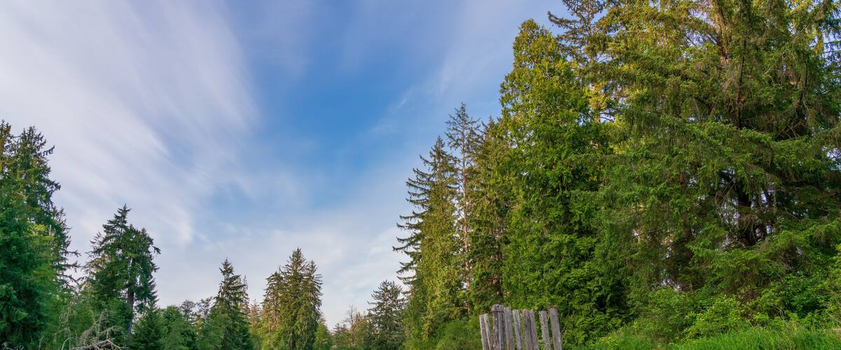 A calm lake surrounded by dense green forest and tall trees.