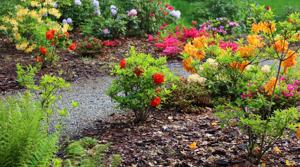 Azaleas in botanical garden in Poland