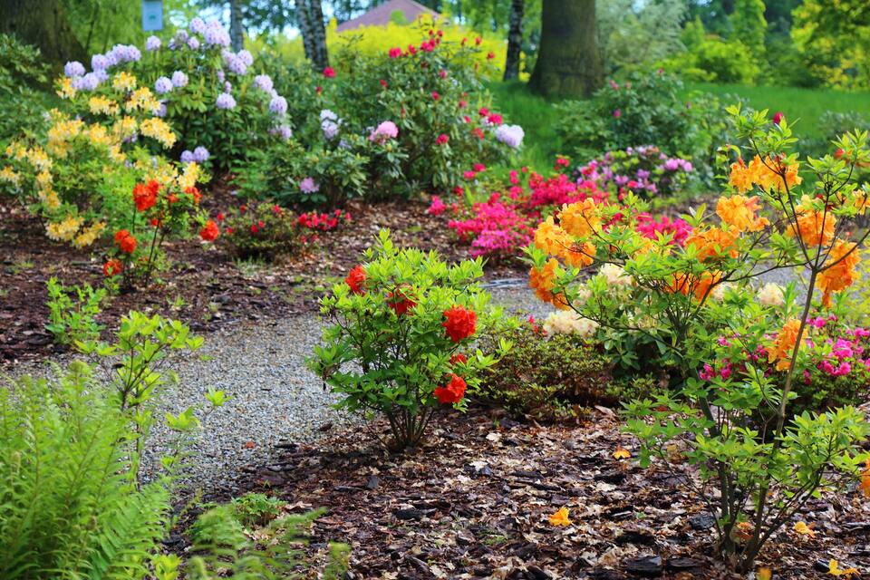 Un jardín con diversas plantas florecientes y árboles.
