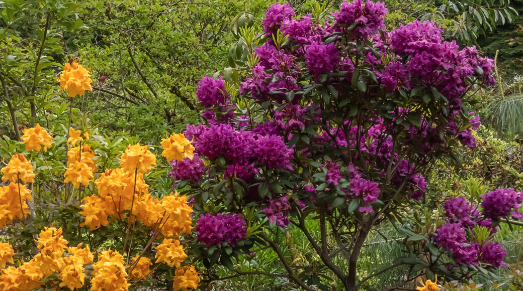 orange and purple rhododendron growing in garden in washington state