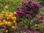 Ein Garten mit leuchtend gelben und violetten Blumen, üppigem Grün und einer hölzernen Struktur.