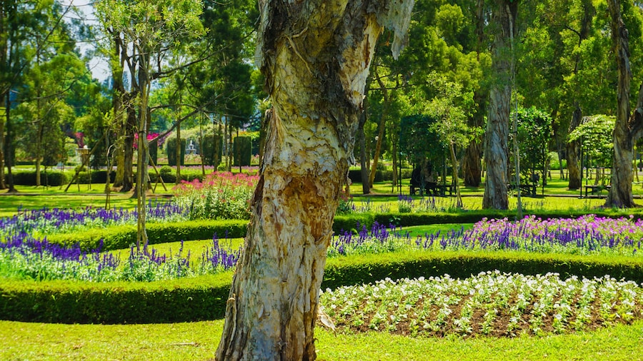 melaleuca cajuputi powell moluccas tree with old layer skin and blooming flower at background