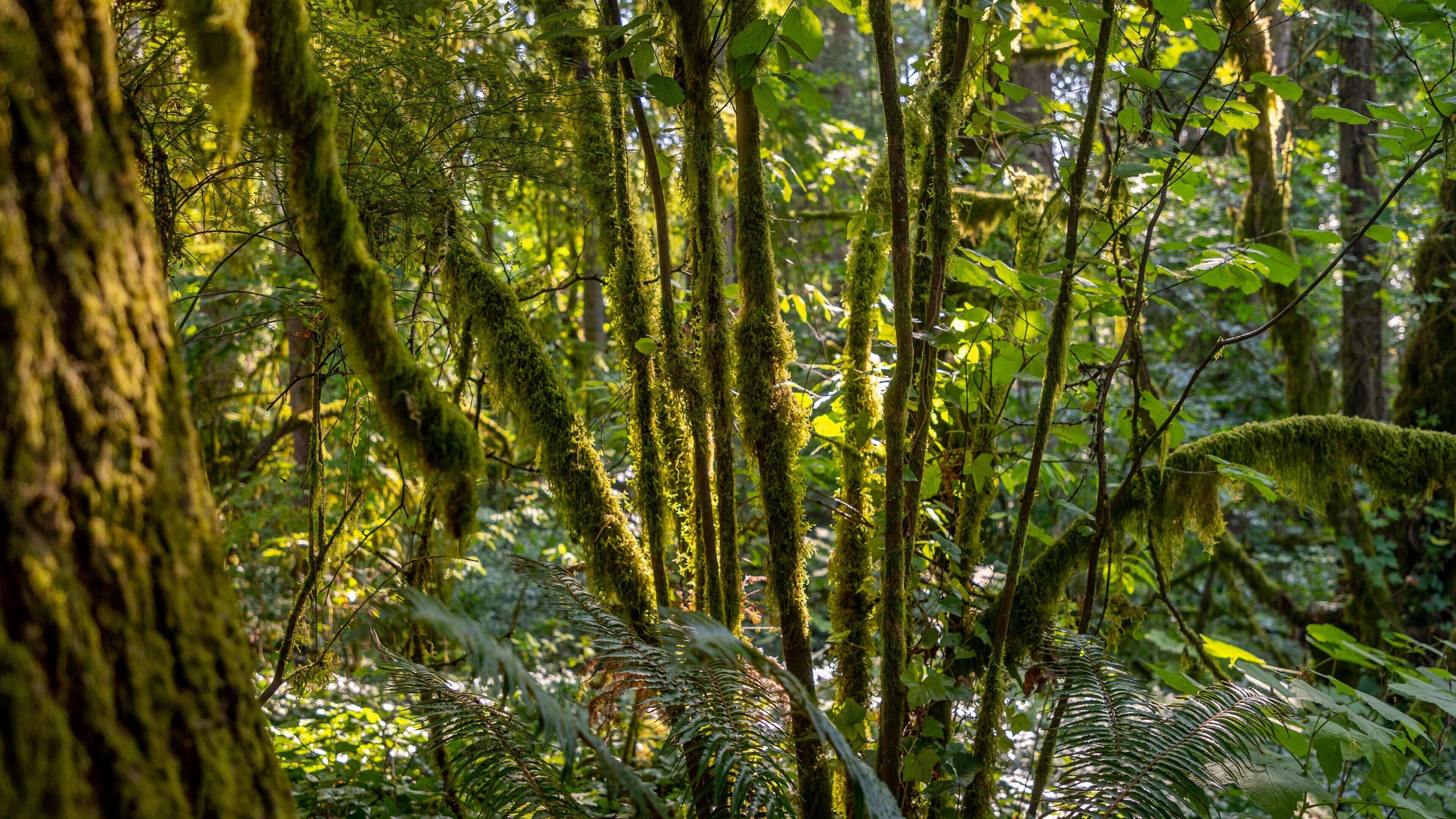 Priest Point Park which includes forest scenes