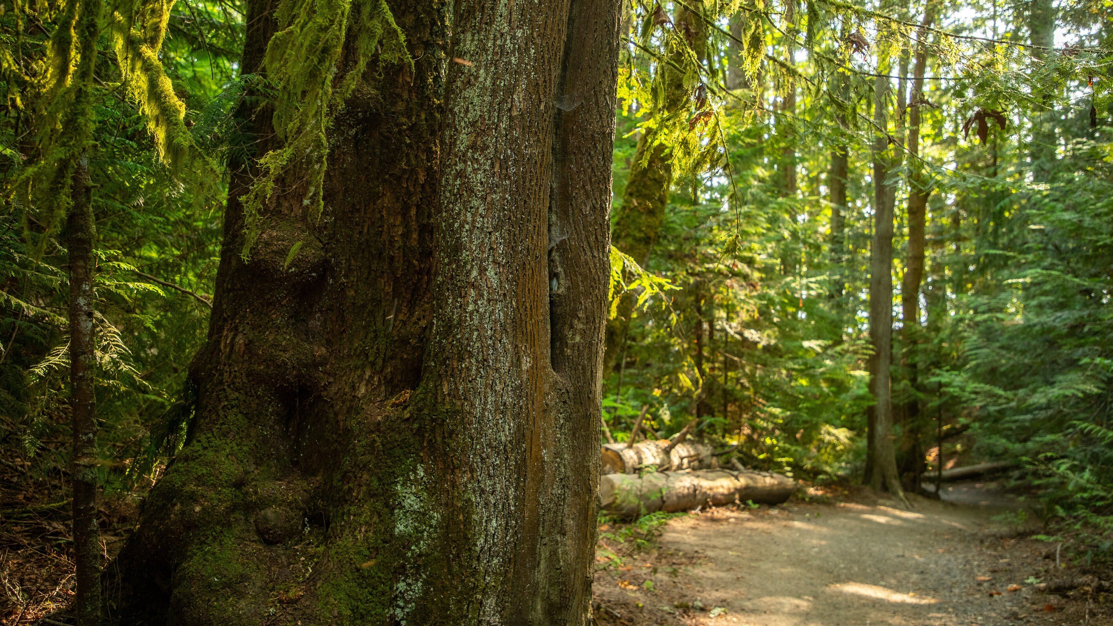 Priest Point Park showing forest scenes