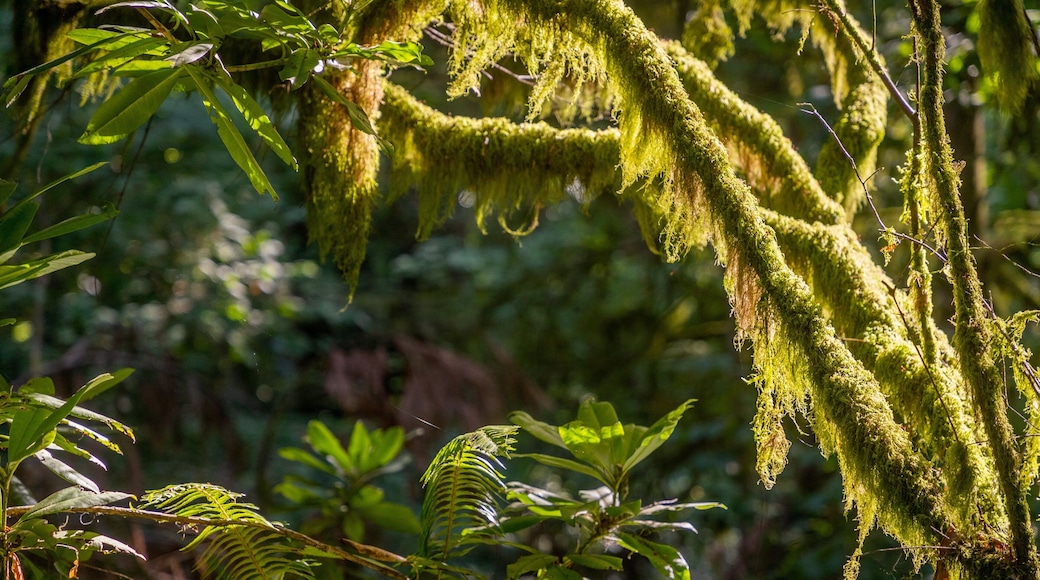 Priest Point Park showing forests