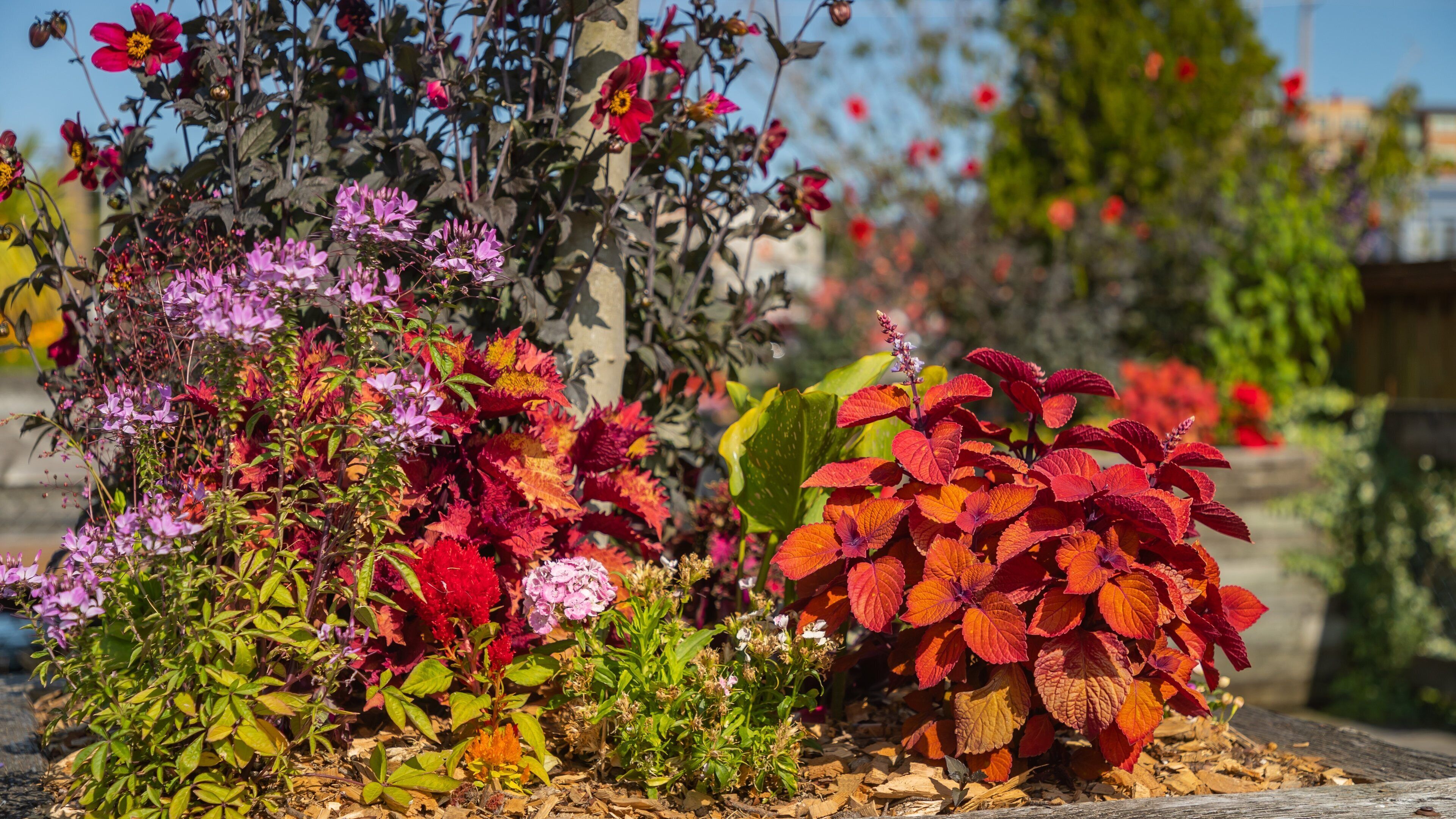 Percival Landing showing wildflowers