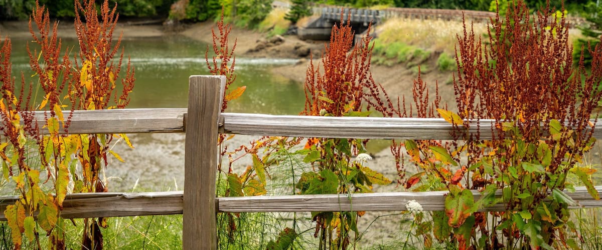 Woodard Bay Natural Resources Conservation Area featuring a river or creek and wildflowers