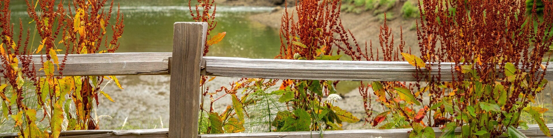 Woodard Bay Natural Resources Conservation Area featuring a river or creek and wildflowers
