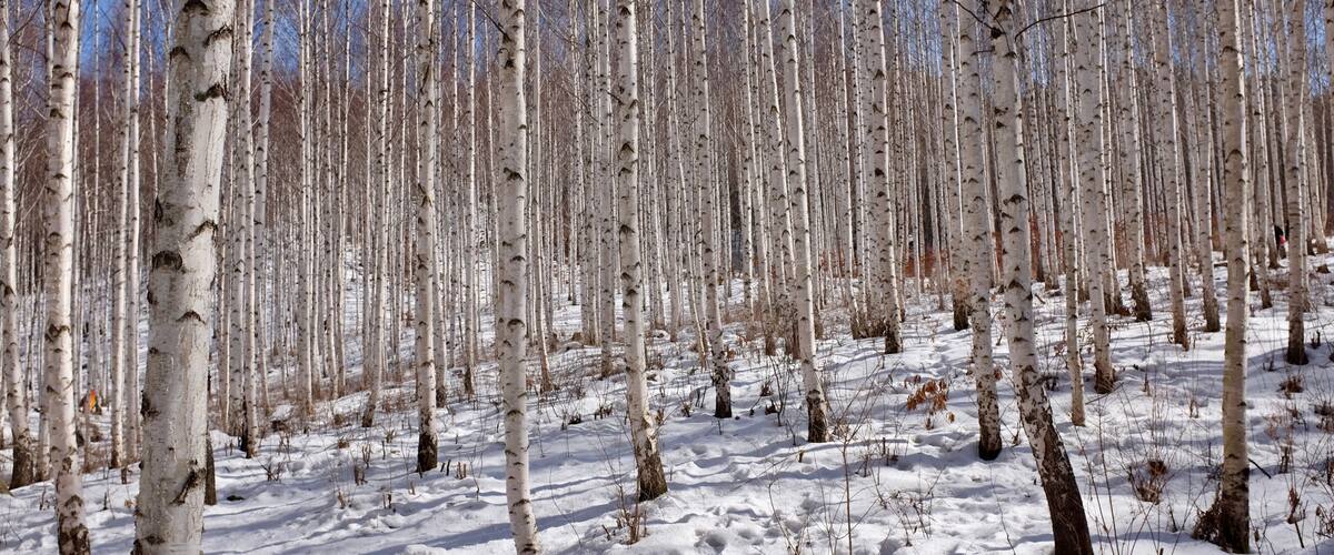 A snowy forest with birch trees.