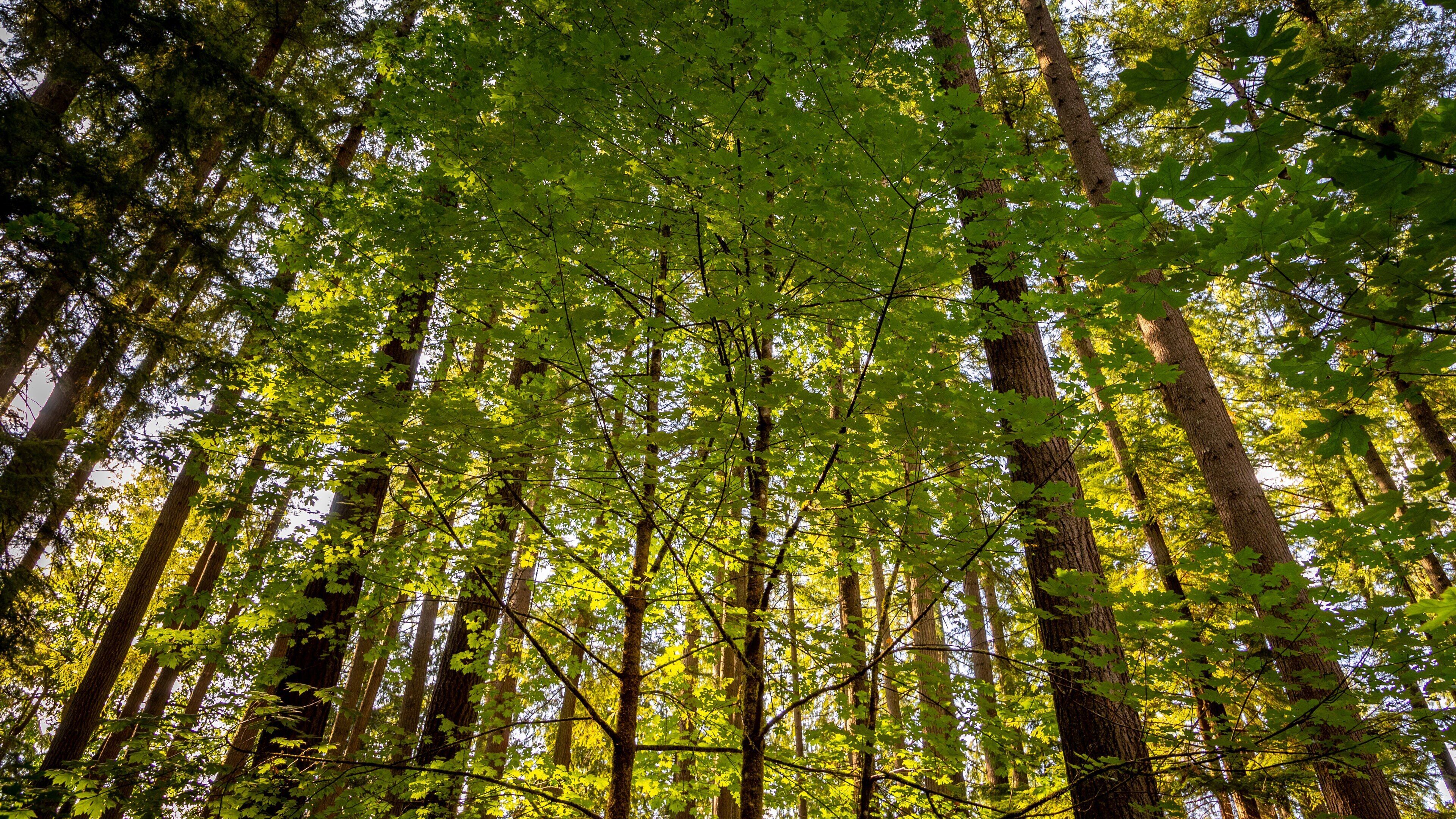 Millersylvania State Park featuring forests