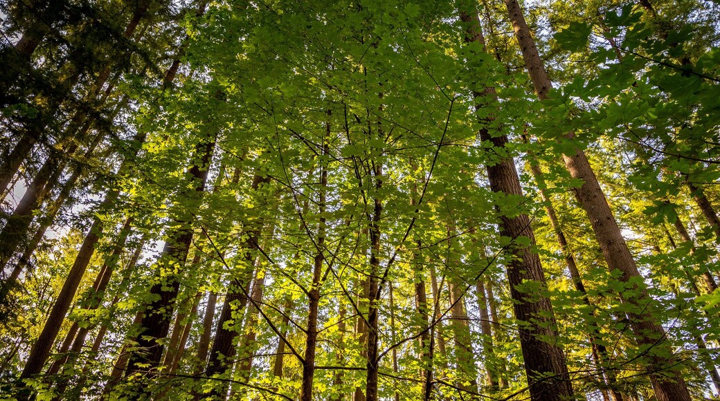 Millersylvania State Park featuring forests
