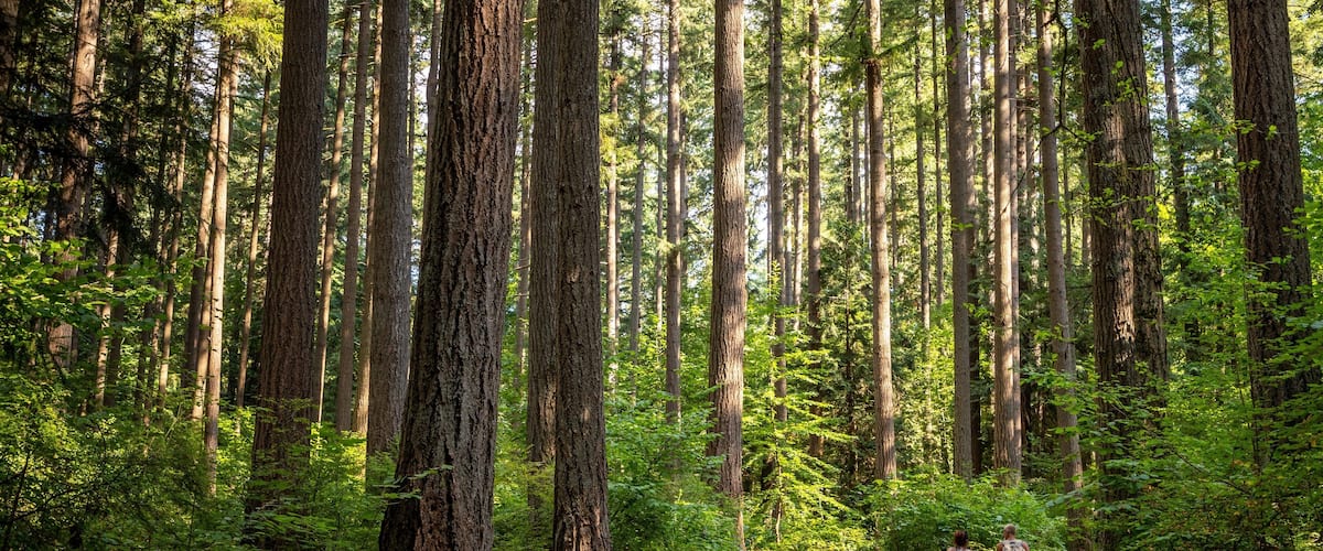 Millersylvania State Park showing a park and forest scenes as well as a family