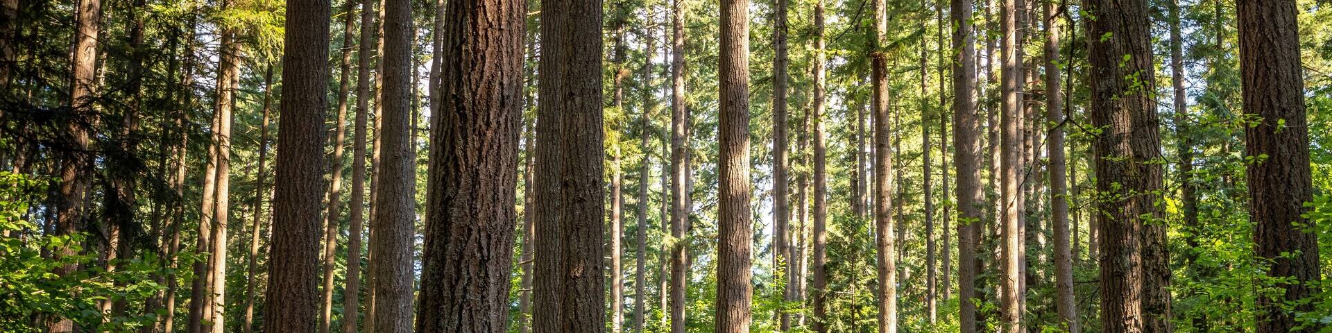 Millersylvania State Park showing a park and forest scenes as well as a family