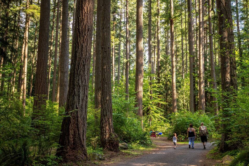 A forest with tall trees and a dirt path.