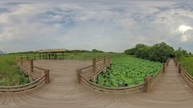 Ansan, South Korea - 26 June 2019 Reed wetland park in Ansan. 360 degrees panorama view.