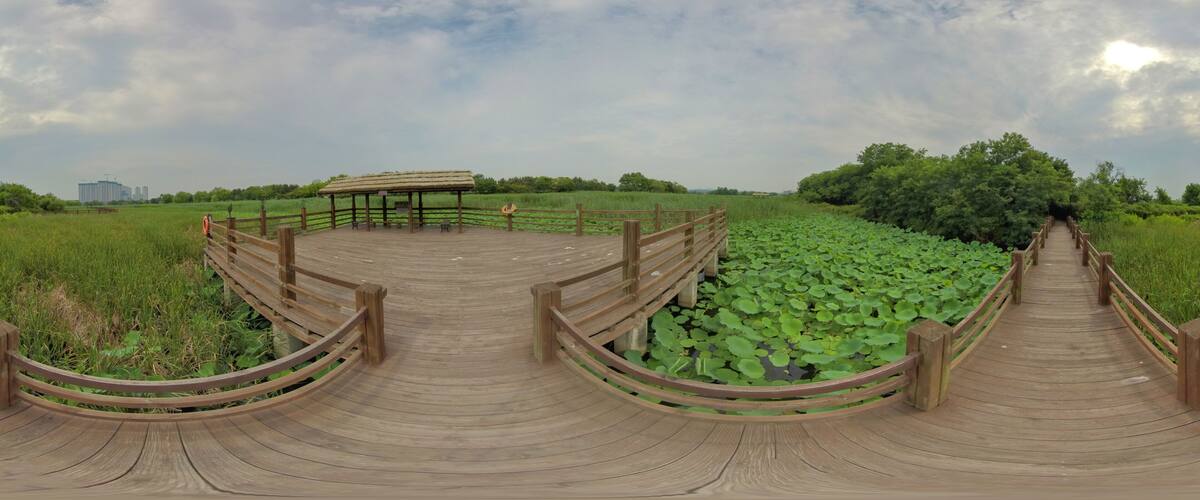 A wooden boardwalk with a gazebo in a park with water lilies.