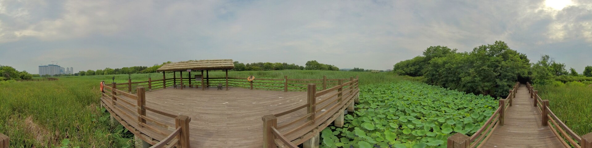 A wooden boardwalk with a gazebo in a park with water lilies.