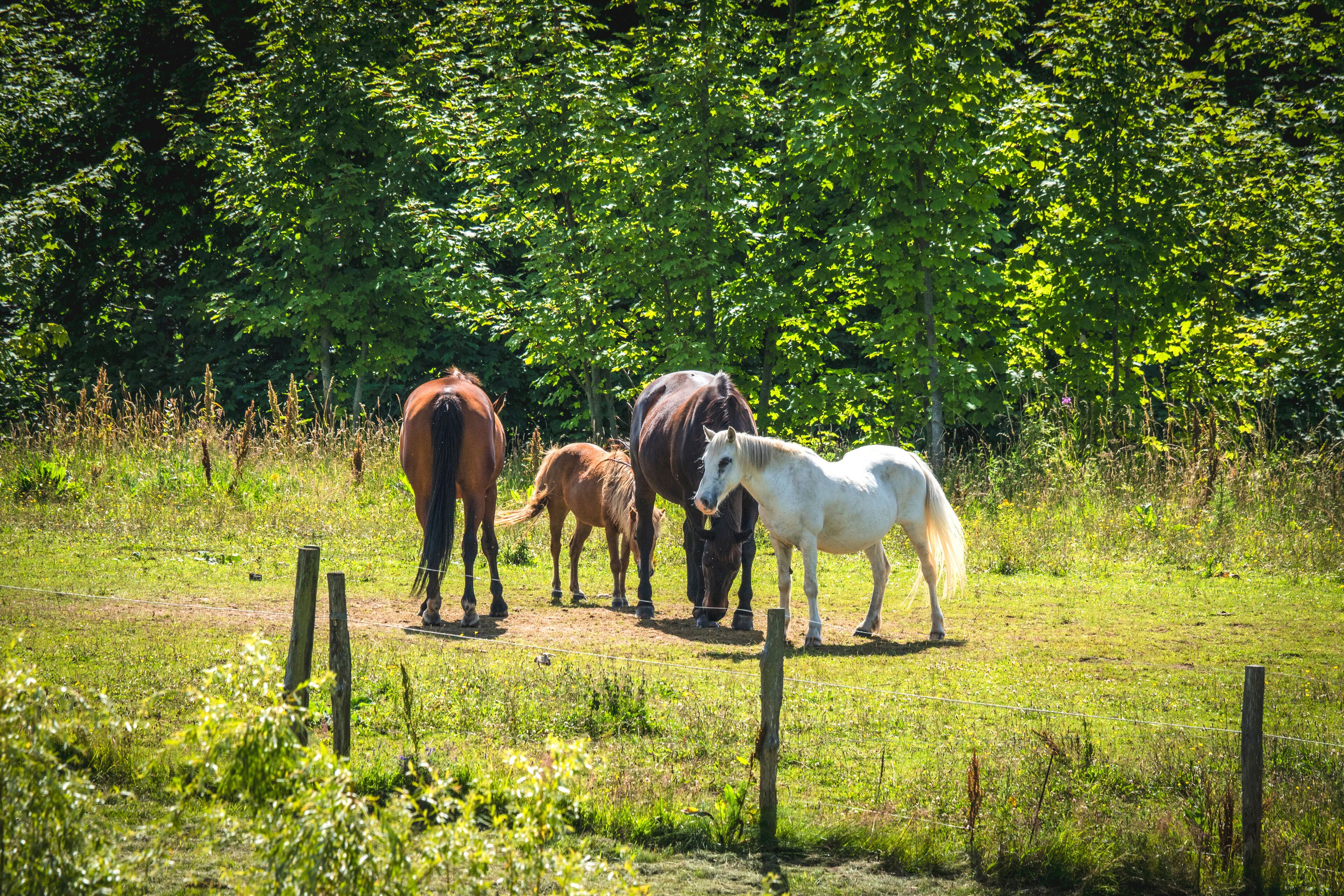 Horses on a meadow in the summer