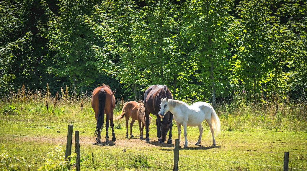 Horses on a meadow in the summer