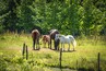 Un groupe de chevaux paît dans un champ herbeux, avec une clôture en bois au premier plan et des arbres denses en arrière-plan.