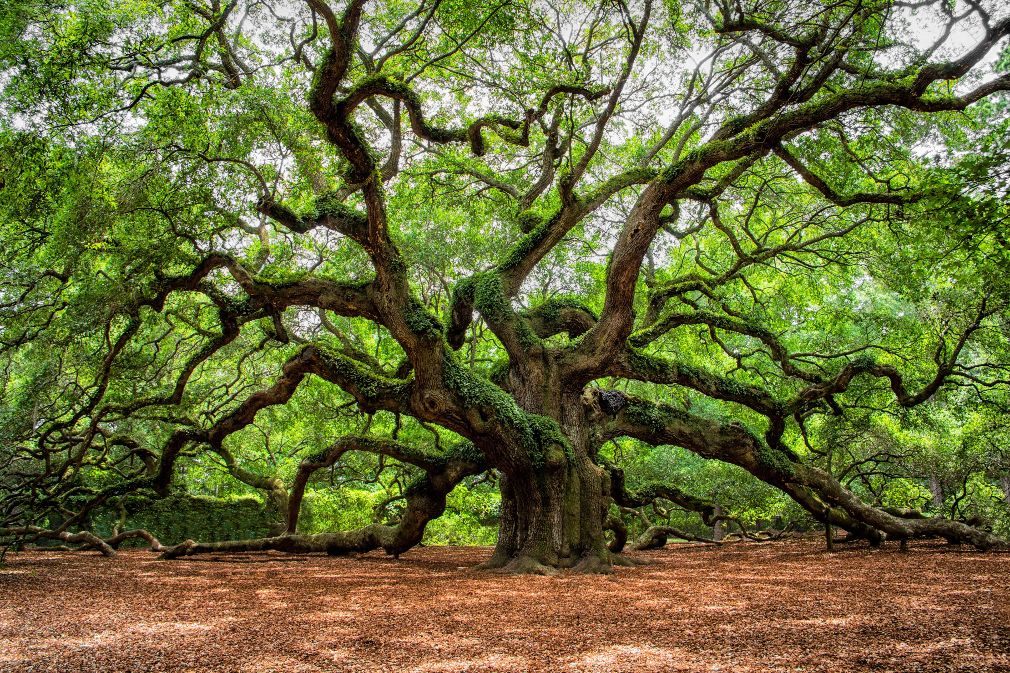 angel oak tree in John’s Island South Carolina