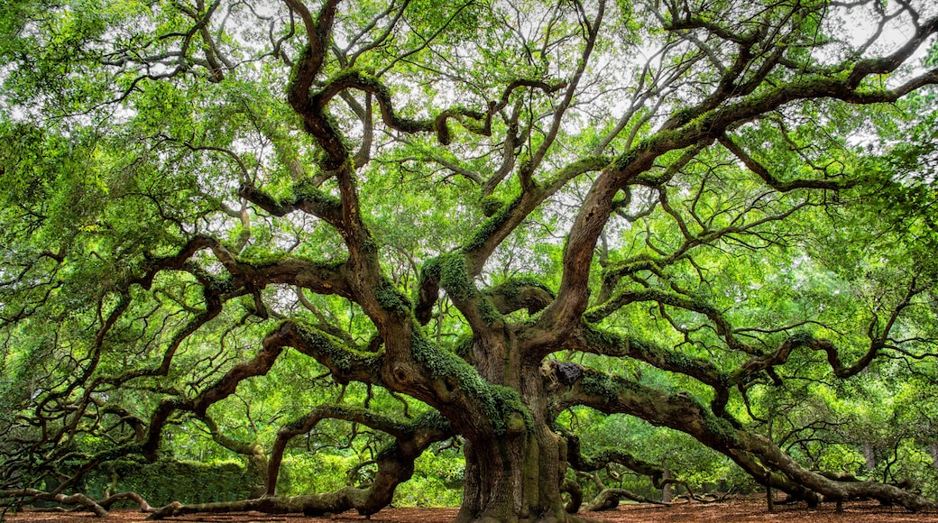 Johns Island