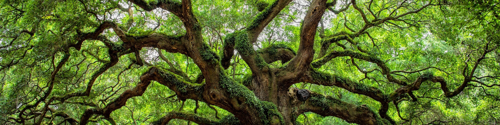 Un gran árbol frondoso, de ramas extensas y tronco grueso, rodeado de un bosque con follaje verde y denso.