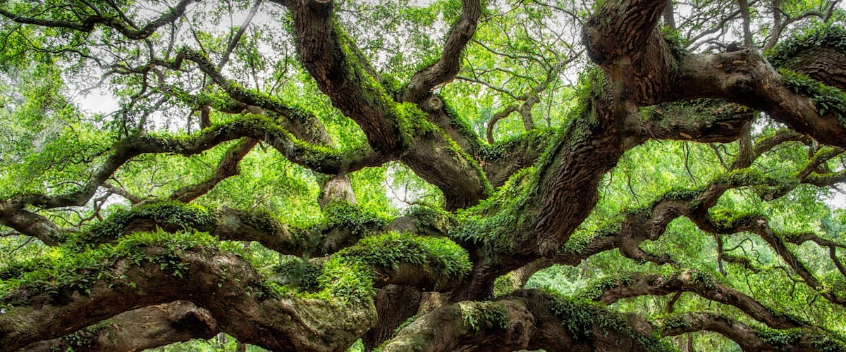 angel oak tree in John’s Island South Carolina