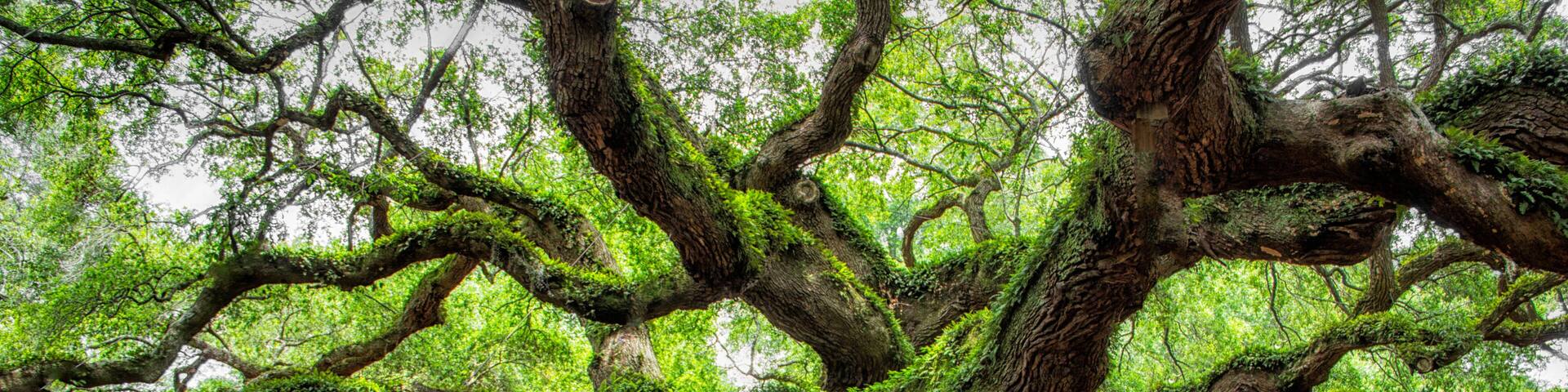 angel oak tree in John’s Island South Carolina