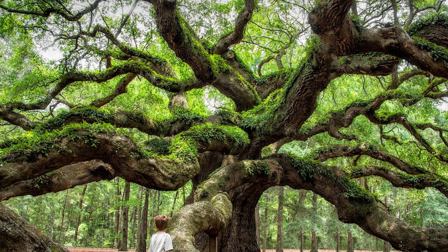 angel oak tree in John’s Island South Carolina