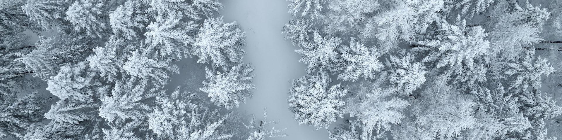 Aerial and top angle view of snow covered road and needle leaf trees in the forest at Daegwallyeong Pass, Heonggye-ri, Pyeongchang-gun, Gangwon-do, South Korea