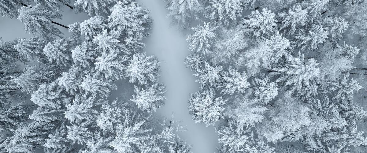 A dense forest with snow-covered trees.