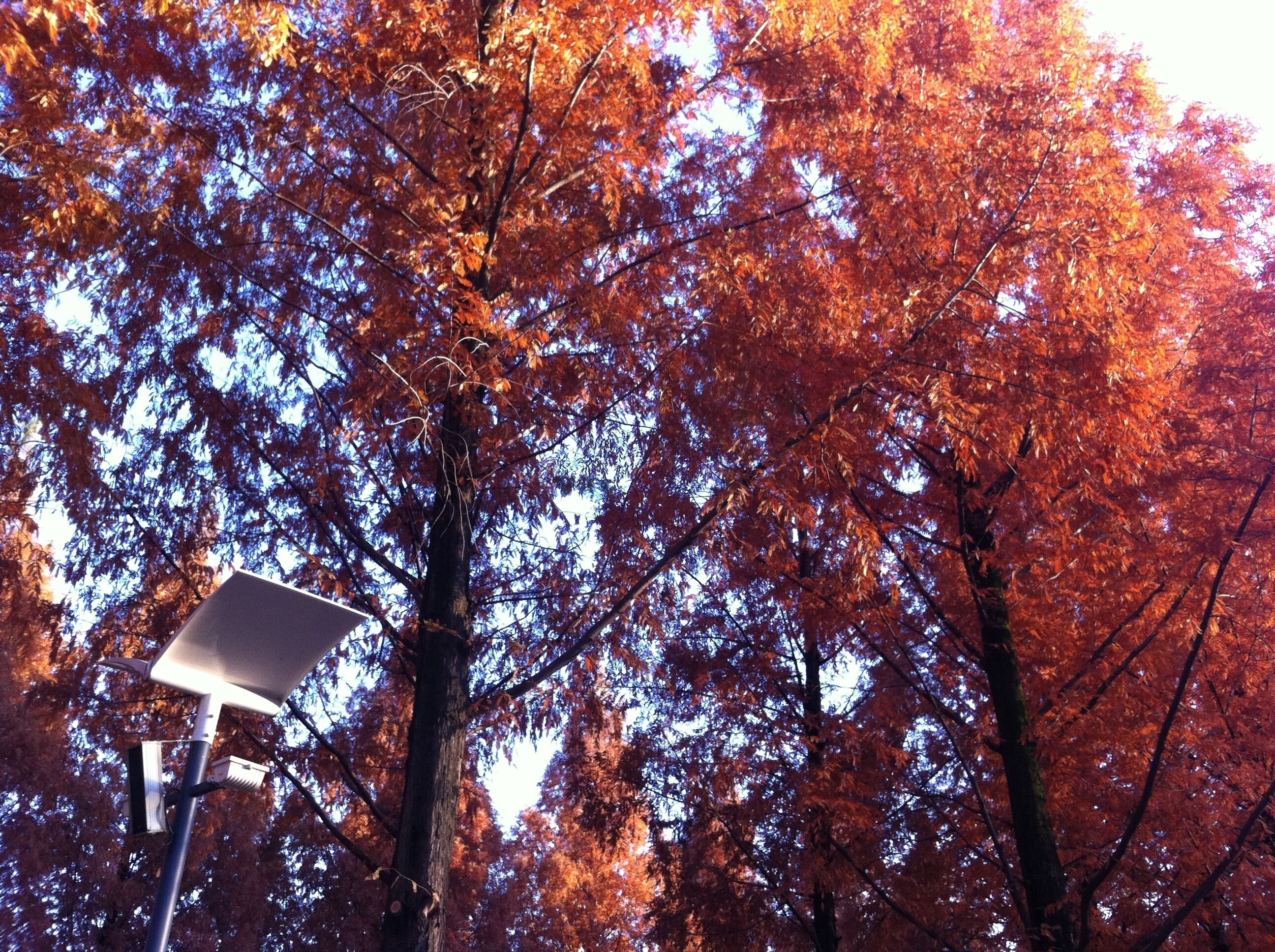 전남대학교 정문 입구 길목 #2