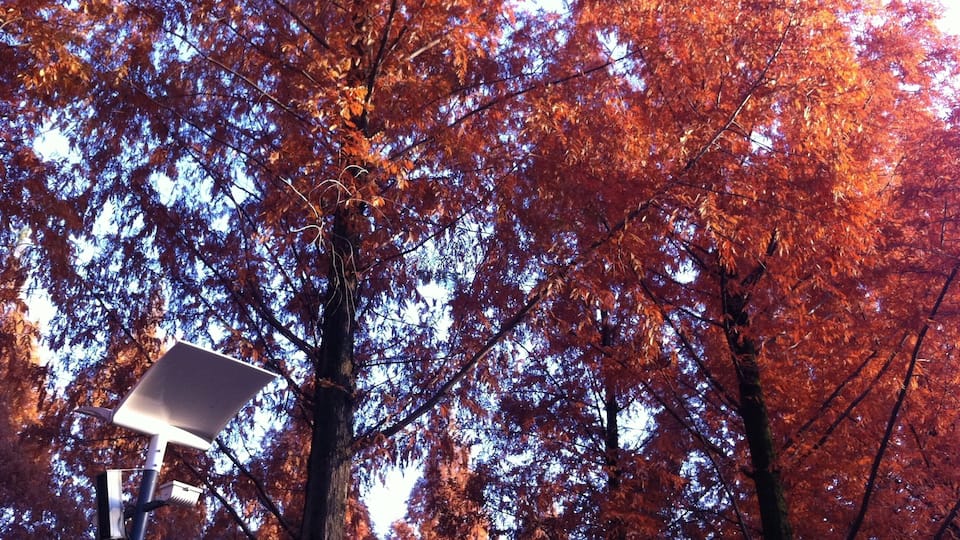 전남대학교 정문 입구 길목 #2