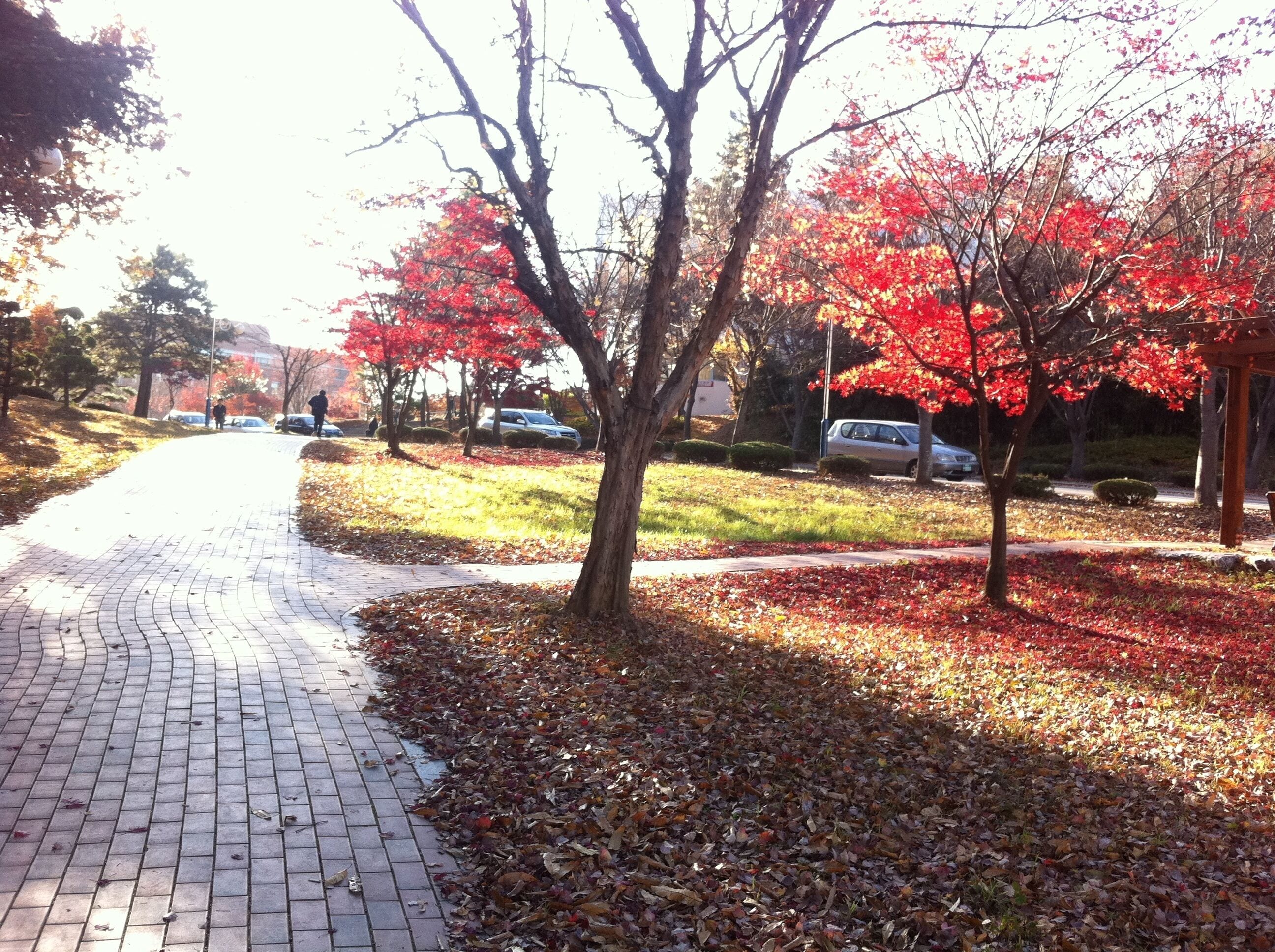 전남대학교 도서관길목 #1