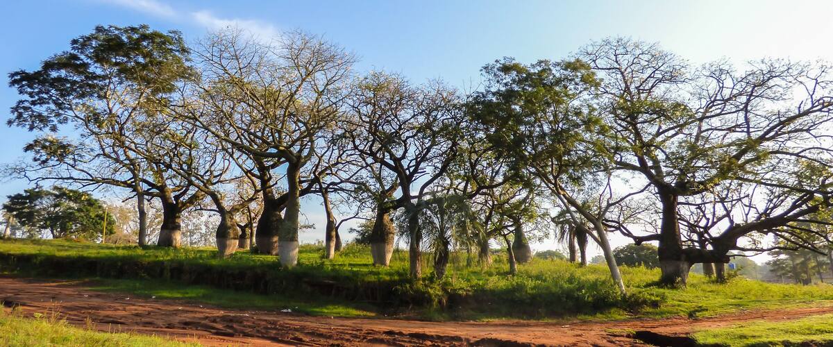 A dirt road with trees and grass.