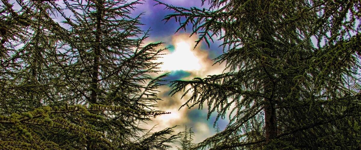 A dense forest with tall evergreen trees and a bright sun peeking through the clouds.