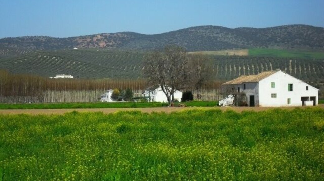Vista de la Vega de Calardos (Huétor-Tájar)