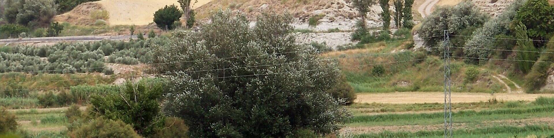 Vista de Benamaurel desde Huerta Real, con la vega del río Guardal.