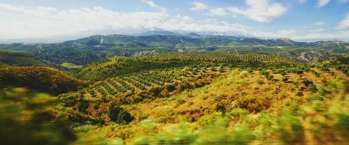 A vineyard landscape with rows of grapevines under a clear blue sky.