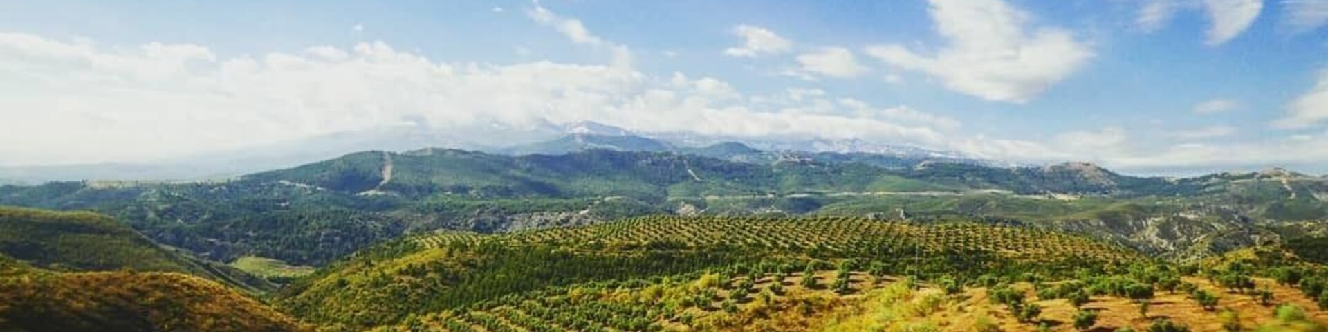 A vineyard landscape with rows of grapevines under a clear blue sky.