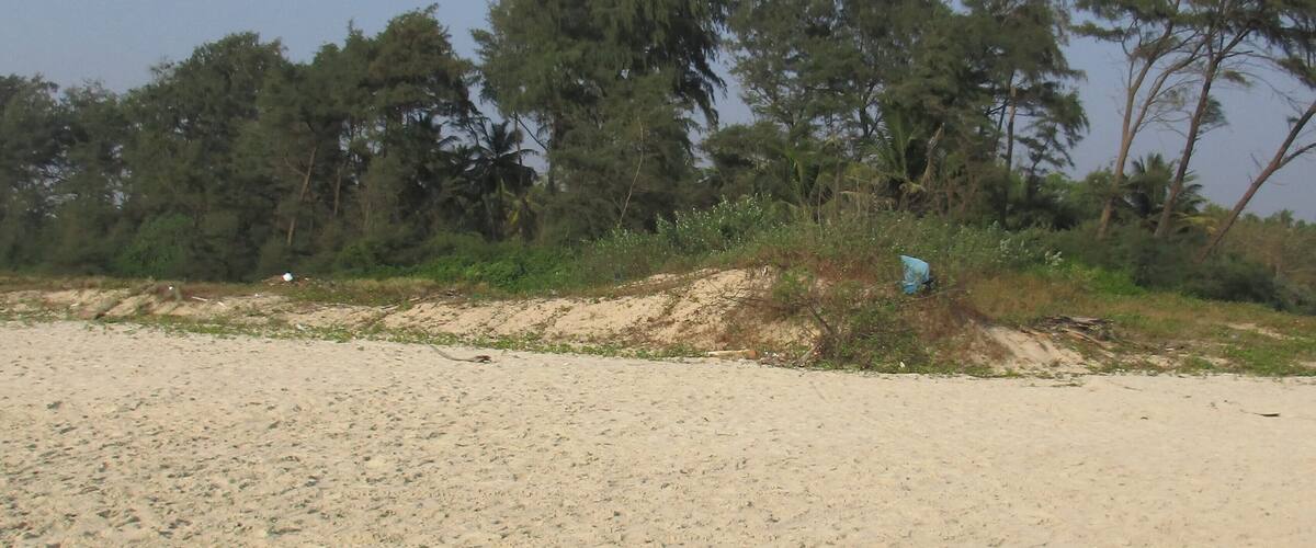 A sandy beach with sparse vegetation and trees in the background.