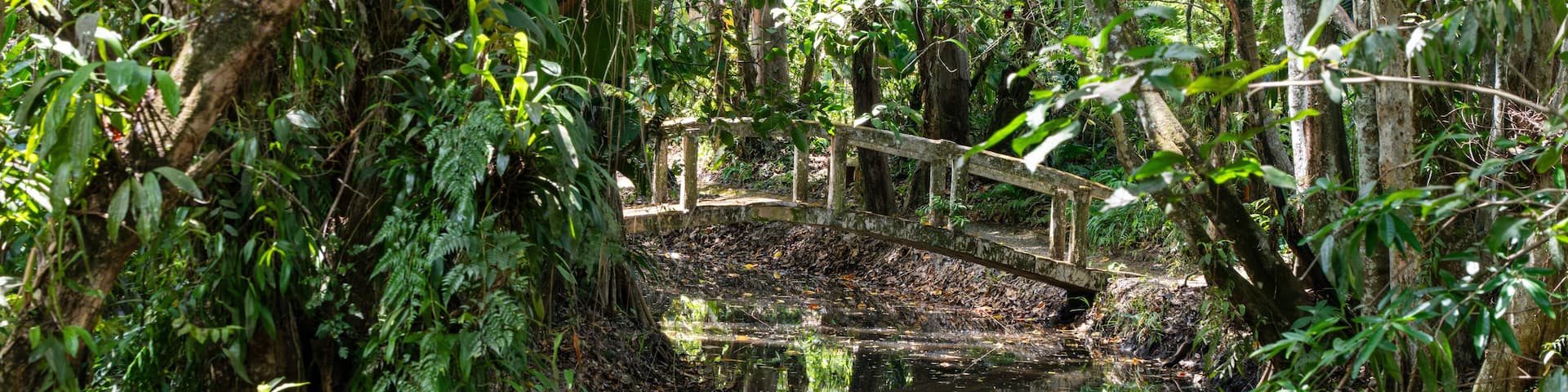 Two bridges over small creek surrounded by trees at Sabah Agriculture Park (Taman Pertanian Sabah), Tenom, Malaysia (Borneo)