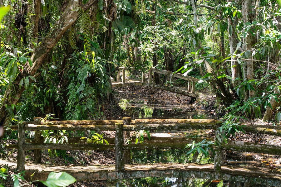 Two bridges over small creek surrounded by trees at Sabah Agriculture Park (Taman Pertanian Sabah), Tenom, Malaysia (Borneo)