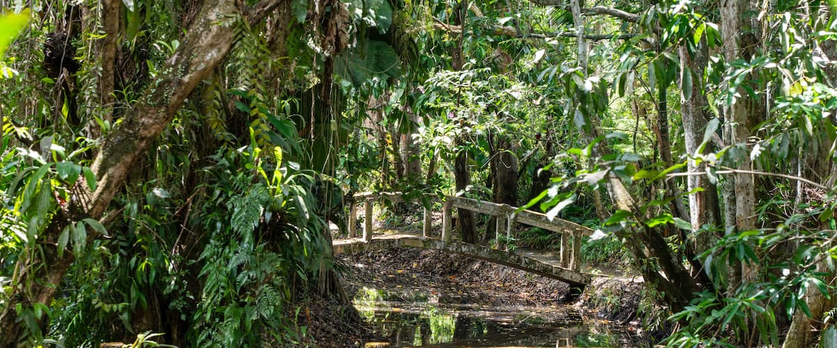 A wooden bridge in a dense forest with a pond below.