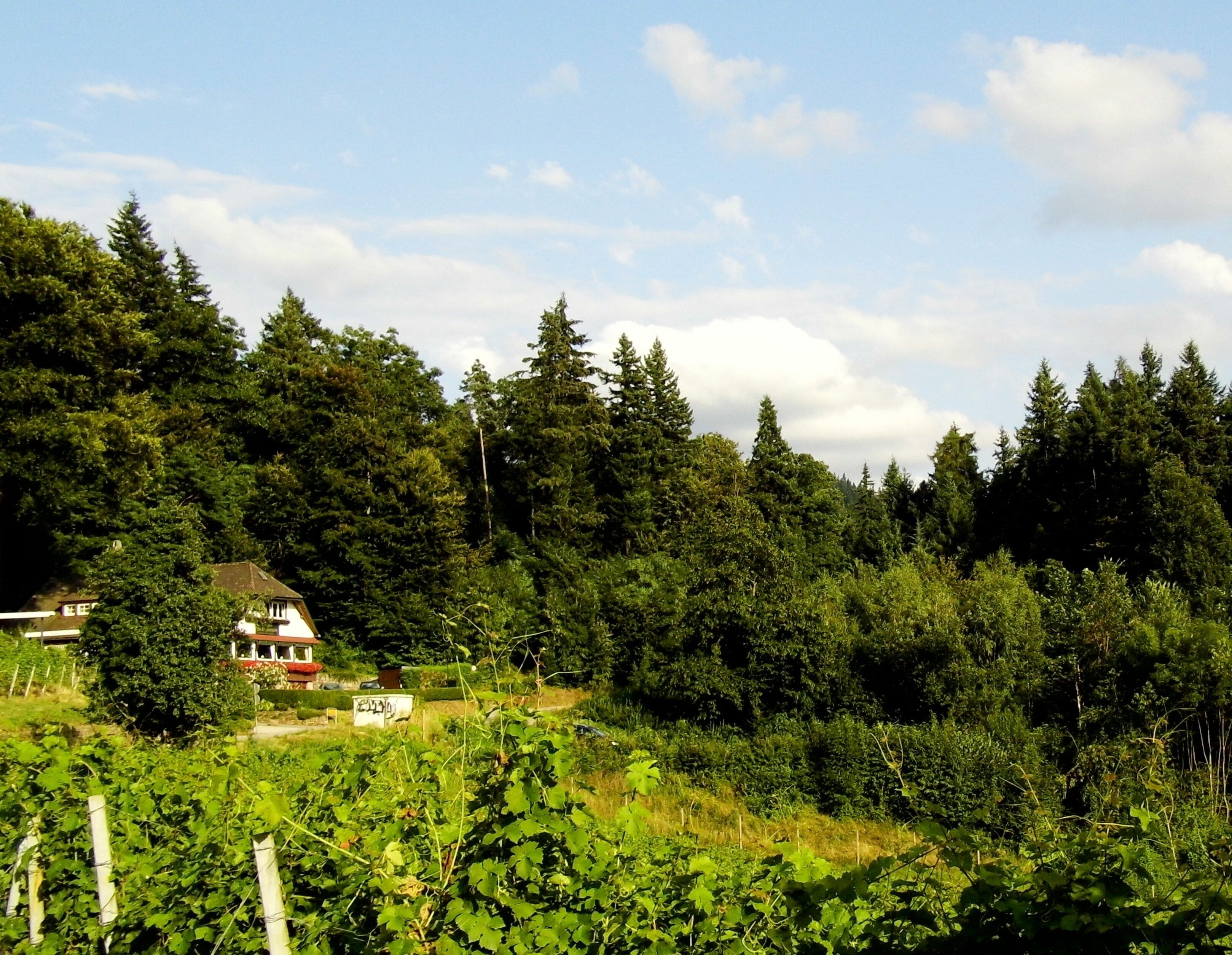 A house surrounded by dense forest and vineyards.