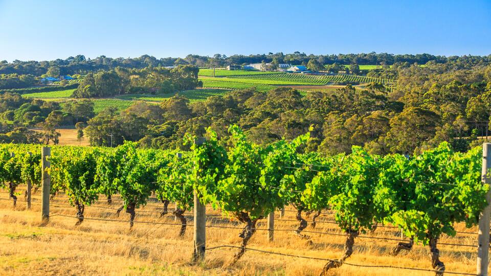 A vineyard with rows of grapevines and a hilly landscape in the background.