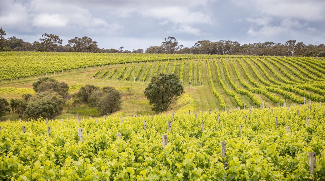 ๋ธ๋จ๋ฆฌ