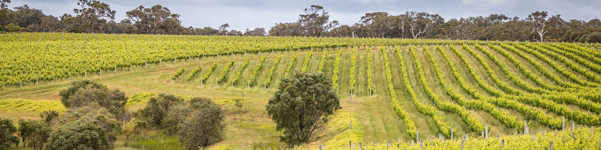 Vineyard near Margaret River, Western Australia, Australia