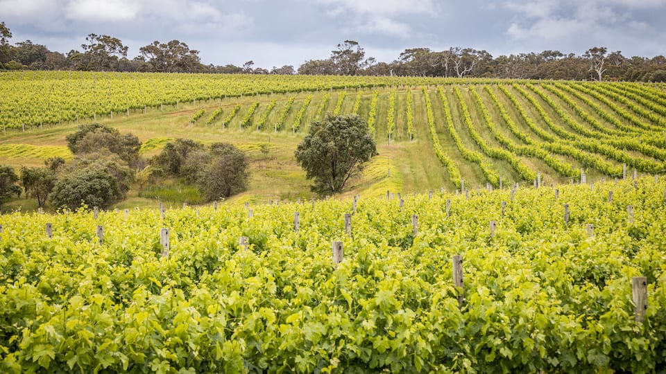 A vineyard with rows of grapevines under a cloudy sky.
